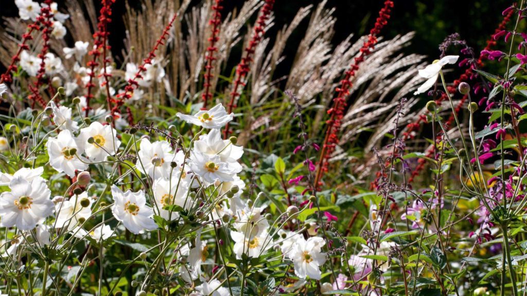 1-natuurlijke-beplanting-tuin-beplantingsplan-tuinarchitect-Overijssel-Twente-Buro-Buitengoed 1-natuurlijke-beplanting-tuin-beplantingsplan-tuinarchitect-Overijssel-Twente-Buro-Buitengoed